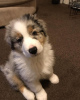 Foto №2 zu Ankündigung № 92179 zu verkaufen australian shepherd - einkaufen Deutschland 