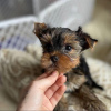 Foto №3. Süße Yorkshire-Terrier-Welpen sind jetzt für ein liebevolles Zuhause verfügbar. USA