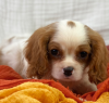 Foto №2 zu Ankündigung № 109155 zu verkaufen cavalier king charles spaniel - einkaufen Deutschland quotient 	ankündigung