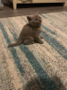 Foto №3. Schöne Britisch Kurzhaar-Kätzchen zu verkaufen. Australien