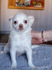 Foto №3. Chihuahua-Welpe (Junge). Russische Föderation