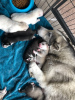 Zusätzliche Fotos: Geimpfte Siberian Husky-Welpen mit Stammbaum zu verkaufen