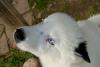 Zusätzliche Fotos: Ein charmanter kleiner Hund - ein Yakut Choke