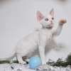 Foto №4. Ich werde verkaufen devon rex in der Stadt Москва. züchter - preis - 1041€