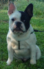 Foto №3. französische Bulldog Welpen. Serbien