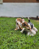 Foto №3. Beagle-Welpen zu verkaufen. Deutschland