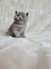 Foto №3. 12 Wochen altes Britisch Kurzhaar Kätzchen.. Griechenland