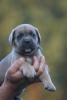 Foto №3. Cane Corso. Serbien