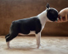 Foto №3. Boston Terrier-Welpen. Serbien