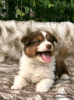 Foto №2 zu Ankündigung № 123105 zu verkaufen australian shepherd - einkaufen Australien züchter