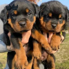 Foto №1. rottweiler - zum Verkauf in der Stadt Gothenburg | 473€ | Ankündigung № 70360