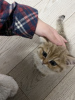 Zusätzliche Fotos: Golden British Shorthair Kitten Rehome