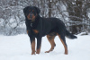 Foto №3. Rottweiler Snickers in guten Händen. Russische Föderation