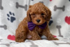 Foto №3. Wunderschöne Cavapoo-Welpen zur kostenlosen Adoption. Deutschland