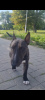 Foto №3. Paarung eines männlichen Mini-Bullterriers in Weißrussland. Ankündigung № 114682