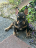 Foto №3. Auf Toilette geschulter Tierarzt. Geprüfte französische Bulldogge. USA