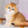 Zusätzliche Fotos: Britische Golden Chinchilla-Kätzchen mit WCF-Stammbaum