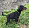 Foto №4. Ich werde verkaufen dobermann in der Stadt Belgrad. züchter - preis - verhandelt