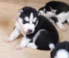 Foto №2 zu Ankündigung № 107763 zu verkaufen siberian husky - einkaufen Finnland quotient 	ankündigung