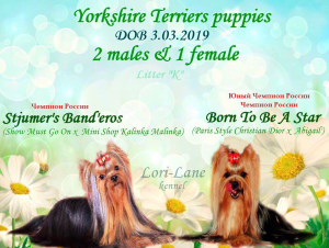 Zusätzliche Fotos: Yorkshire Terrier Welpen