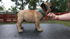 Foto №3. Französische Bulldogge. Deutschland