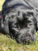 Zusätzliche Fotos: Reinrassige Labrador Welpen