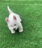 Foto №1. west highland white terrier - zum Verkauf in der Stadt Uppsala | verhandelt | Ankündigung № 97897