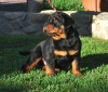 Foto №3. Rottweiler-Welpen. Schweden