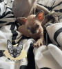 Foto №1. sphynx cat - zum Verkauf in der Stadt Częstochowa | 1500€ | Ankündigung № 60173