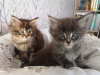 Foto №4. Ich werde verkaufen maine-coon-katze in der Stadt Гронинген. quotient 	ankündigung - preis - 350€