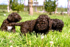 Foto №1. lagotto romagnolo - zum Verkauf in der Stadt Бачка-Паланка | verhandelt | Ankündigung № 102684