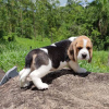 Foto №4. Ich werde verkaufen beagle in der Stadt Bamberg. quotient 	ankündigung - preis - 360€