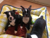 Foto №2 zu Ankündigung № 123936 zu verkaufen boston terrier - einkaufen Niederlande quotient 	ankündigung, züchter