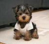 Foto №3. Teacup Yorkshire Terrier Welpe zur kostenlosen Adoption. Deutschland