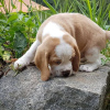 Foto №2 zu Ankündigung № 127386 zu verkaufen beagle - einkaufen Deutschland quotient 	ankündigung