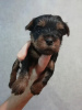 Foto №1. biewer terrier, yorkshire terrier - zum Verkauf in der Stadt Tallinn | 450€ | Ankündigung № 96585