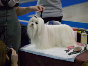 Foto №1. Service des Groomers in der Stadt Dilijan. Price - 14€. Ankündigung № 616