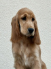 Foto №3. Englischer Cocker Spaniel weiblicher Welpe. Serbien