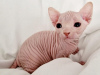 Foto №1. sphynx-katze - zum Verkauf in der Stadt Copenhague | 237€ | Ankündigung № 124557