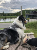 Foto №1. australian shepherd - zum Verkauf in der Stadt Эребру | Frei | Ankündigung № 89569