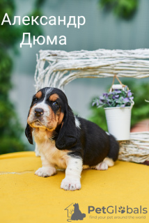 Foto №2 zu Ankündigung № 7403 zu verkaufen basset hound - einkaufen Russische Föderation quotient 	ankündigung