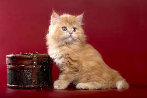 Zusätzliche Fotos: Schottische Kätzchen - roter Marmorjunge