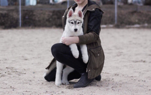 Zusätzliche Fotos: Reinrassige Siberian Husky Welpen