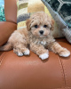 Foto №3. Maltipoo. Deutschland