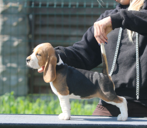 Foto №2 zu Ankündigung № 2913 zu verkaufen beagle - einkaufen Weißrussland vom kindergarten