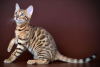 Foto №3. Wunderschöner Bengal-Junge und -Mädchen. Deutschland