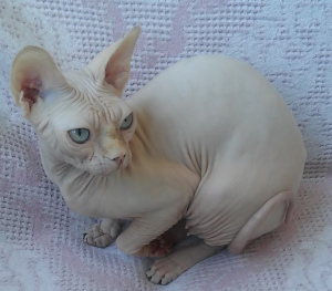 Foto №4. Ich werde verkaufen sphynx cat in der Stadt Odessa. vom kindergarten - preis - 1363€