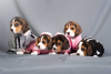 Foto №4. Ich werde verkaufen beagle in der Stadt Alabama Shores. quotient 	ankündigung - preis - 400€