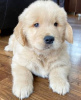 Foto №2 zu Ankündigung № 116148 zu verkaufen golden retriever - einkaufen Deutschland quotient 	ankündigung