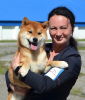 Zusätzliche Fotos: Shiba Inu Welpen mit RKF-Stammbaum